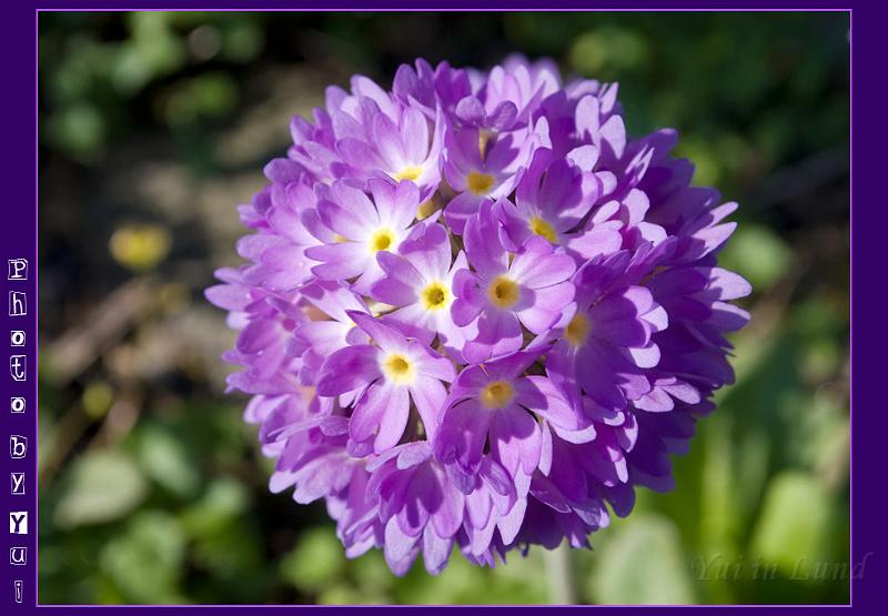 Botan28042008_036.jpg - ช่อดอกไม้สีม่วงกำลังชูช่อสวยงามเลยค่ะ