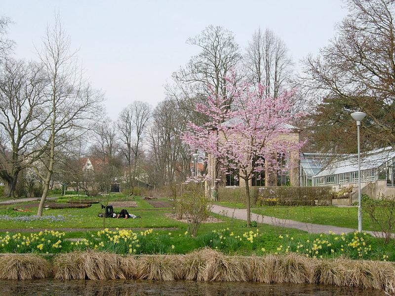DSCN5120.JPG - Sakura -- Prydnadskörsbär -- Accolade -- Botanical Garden in Lund