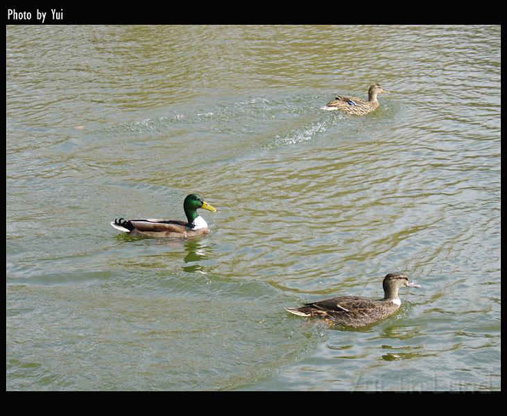 bird24.jpg - ¤ Ducks' story ¤
"Oh god! Don't be sour!    Wait!    It is not like you think."