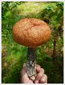MushroomsSweden-02