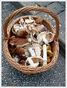 MushroomsSweden-28