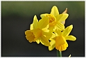 Wild-daffodil01