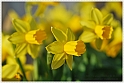 Wild-daffodil02
