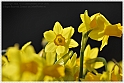 Wild-daffodil03