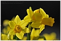 Wild-daffodil04