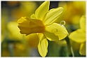 Wild-daffodil05