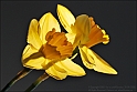 Wild-daffodil07
