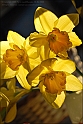 Wild-daffodil08