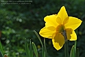 Wild-daffodil09