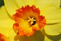 Wild-daffodil10