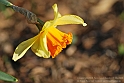 Wild-daffodil12