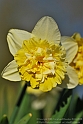 Wild-daffodil13