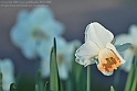 Wild-daffodil14