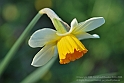 Wild-daffodil15