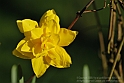 Wild-daffodil16