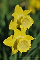Wild-daffodil17