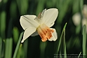 Wild-daffodil18