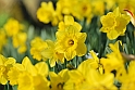 Wild-daffodil21