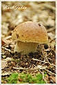 Mushrooms20082010-009