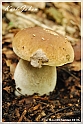 Mushrooms20082010-015