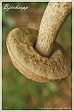 Mushrooms20082010-023