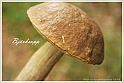 Mushrooms20082010-024