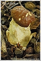 Mushrooms20082010-039