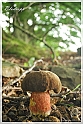 Mushrooms20082010-041