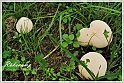 Mushrooms20082010-059