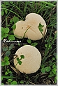 Mushrooms20082010-060
