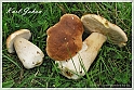 Mushrooms20082010-083