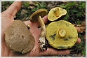 Mushrooms20082010-087