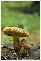 Mushrooms20082010-090
