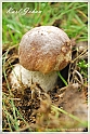 Mushrooms20082010-095