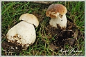 Mushrooms20082010-099