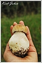Mushrooms20082010-103