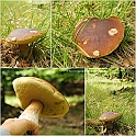Mushrooms27082010-001