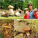 Mushrooms27082010-006