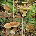 Mushrooms27082010-011