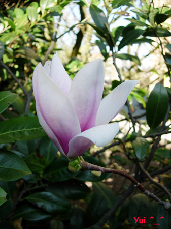 Magnolia11