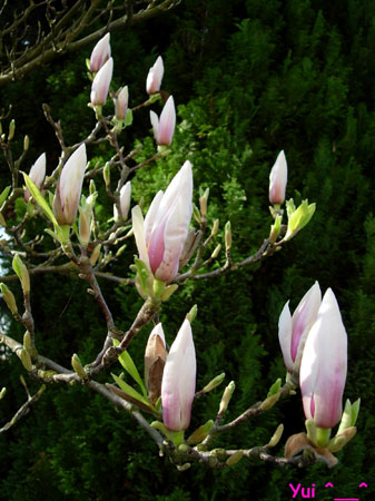 Magnolia17