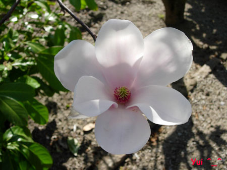 Magnolia2