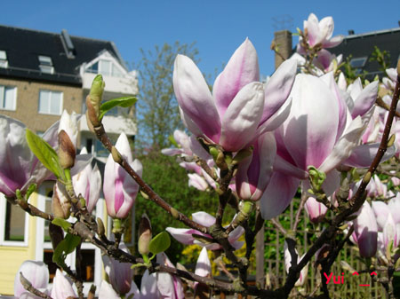 Magnolia3