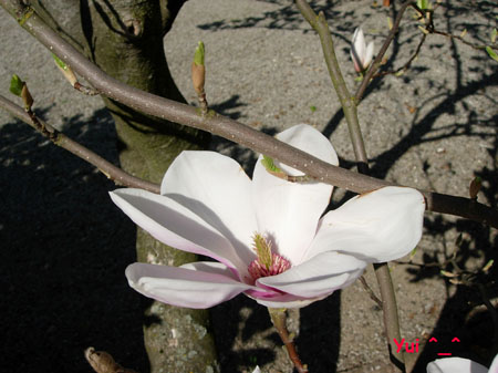Magnolia4