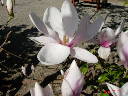 Magnolia6