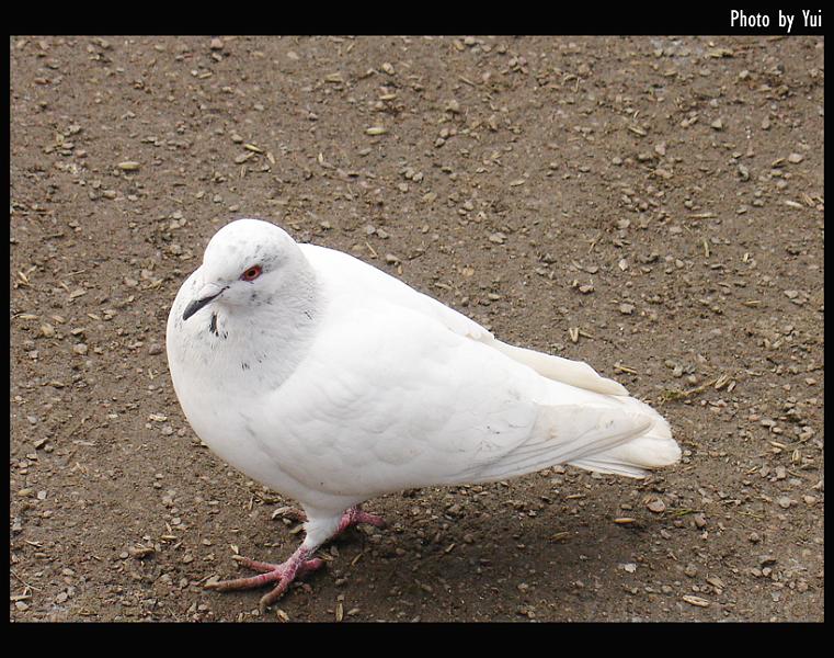 bird15.jpg - นกพิราบขาว