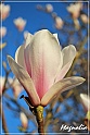 Magnolia-8