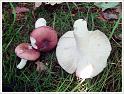 MushroomsSweden-12