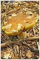 Mushrooms20082010-001