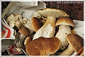 Mushrooms20082010-028